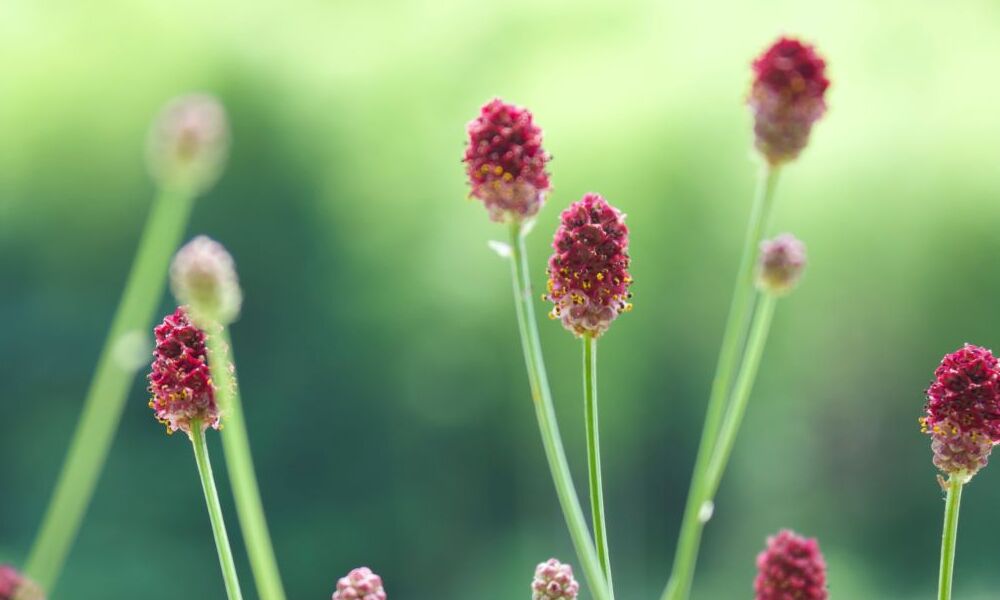 ワレモコウの育て方】種まきや植え替えの方法を解説