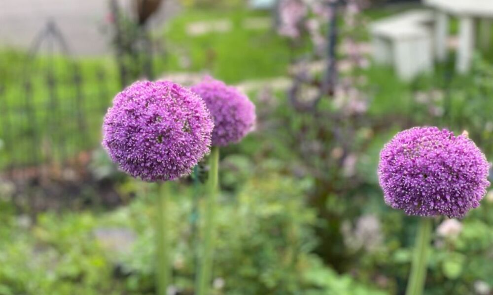 アリウムの育て方】球根の植え方や増やし方などを解説