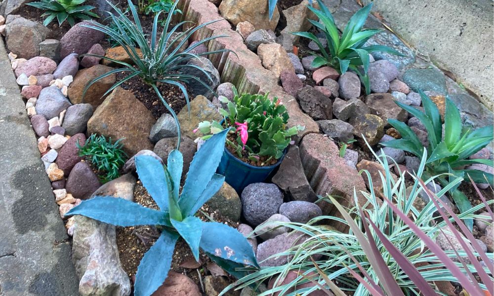 ロックガーデンに植えたいおしゃれな植物10選！デザインや石の合わせ方は？
