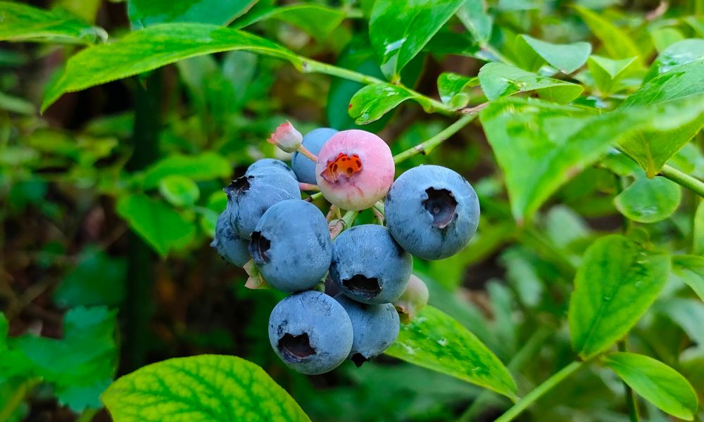 ブルーベリーの花言葉】意味や由来は？縁起がいいって本当？