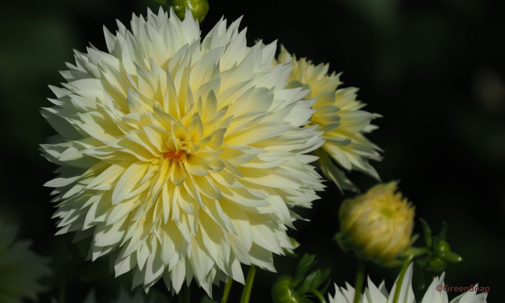 ダリアの花言葉】怖い意味もある？お祝いやプレゼントにおすすめの色は？