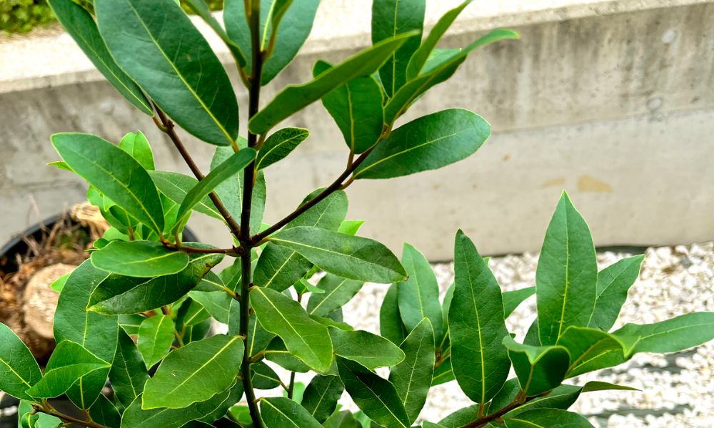 月桂樹の育て方】小さく育てるなら鉢植えがいい？挿し木で増える？