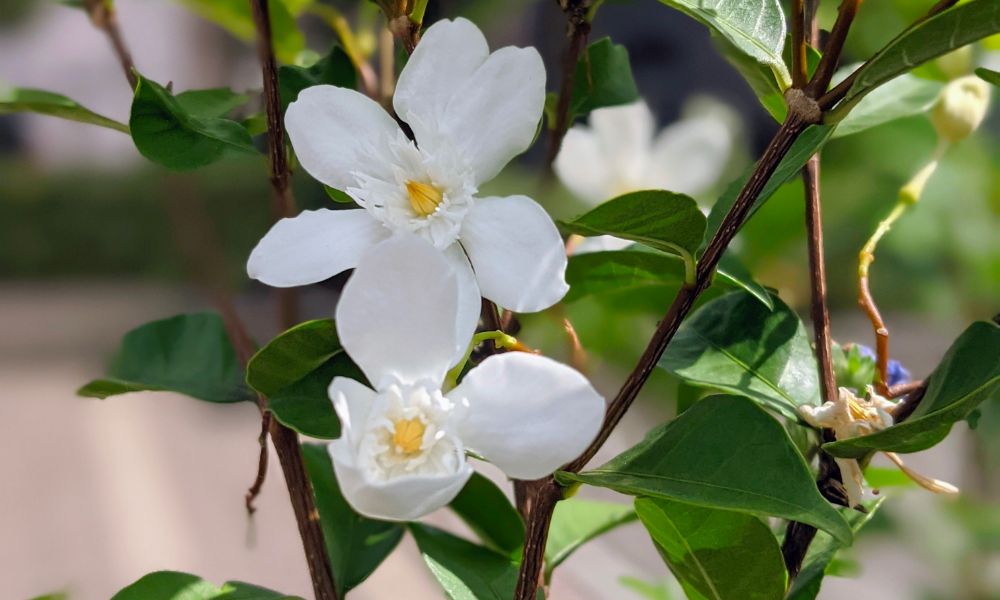 クチナシの花言葉】怖い意味もある？縁起が悪いって本当？