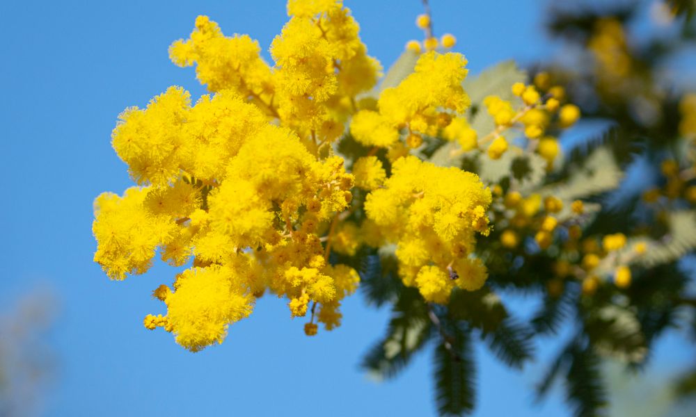 ミモザの育て方】鉢植えで小さく育てるには？ひょろひょろになる原因は？