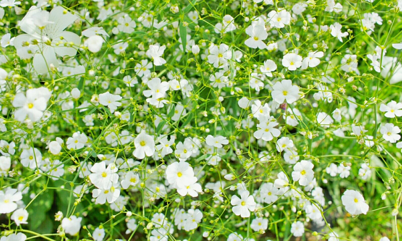 かすみ草の育て方】種まきや花の時期、地植えの注意点などを解説