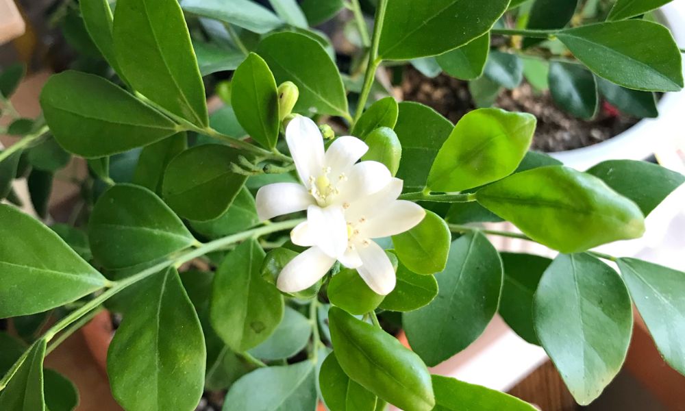 シルクジャスミン  苗木   観葉植物 園芸 花の木 芳香花