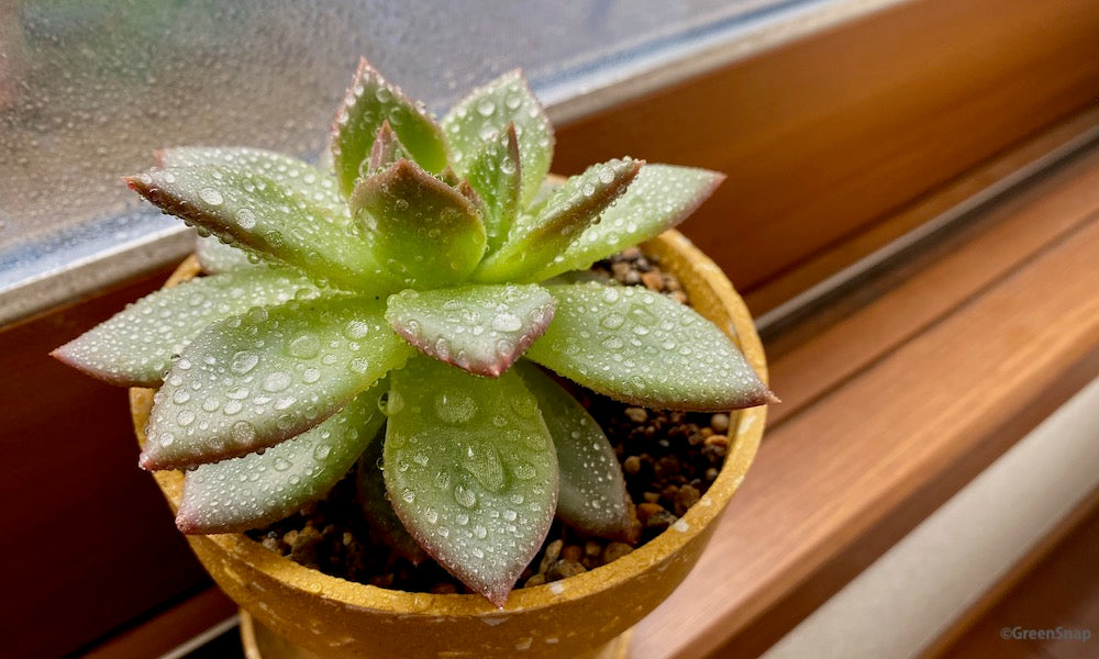 多肉植物の育て方｜水やりサインの見極め方とよくある失敗原因と復活方法