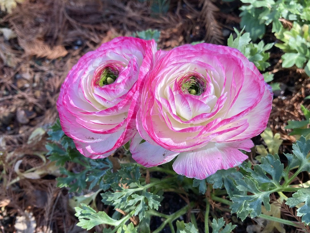 3月の誕生花と花言葉一覧！誕生日に贈るおすすめの花は？