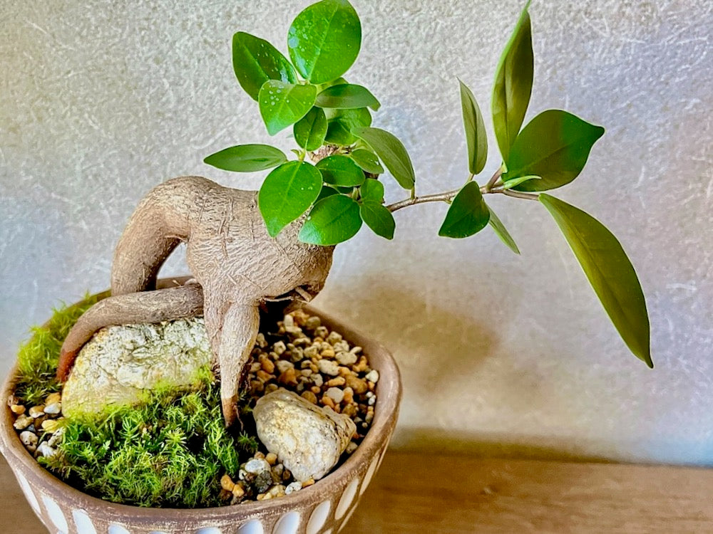 ガジュマルの通販 | 観葉植物はGreenSnapSTORE 送料無料