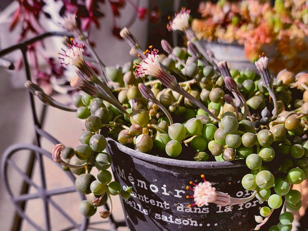 【グリーンネックレスの育て方】玉を大きくする方法や植え替え頻度は？