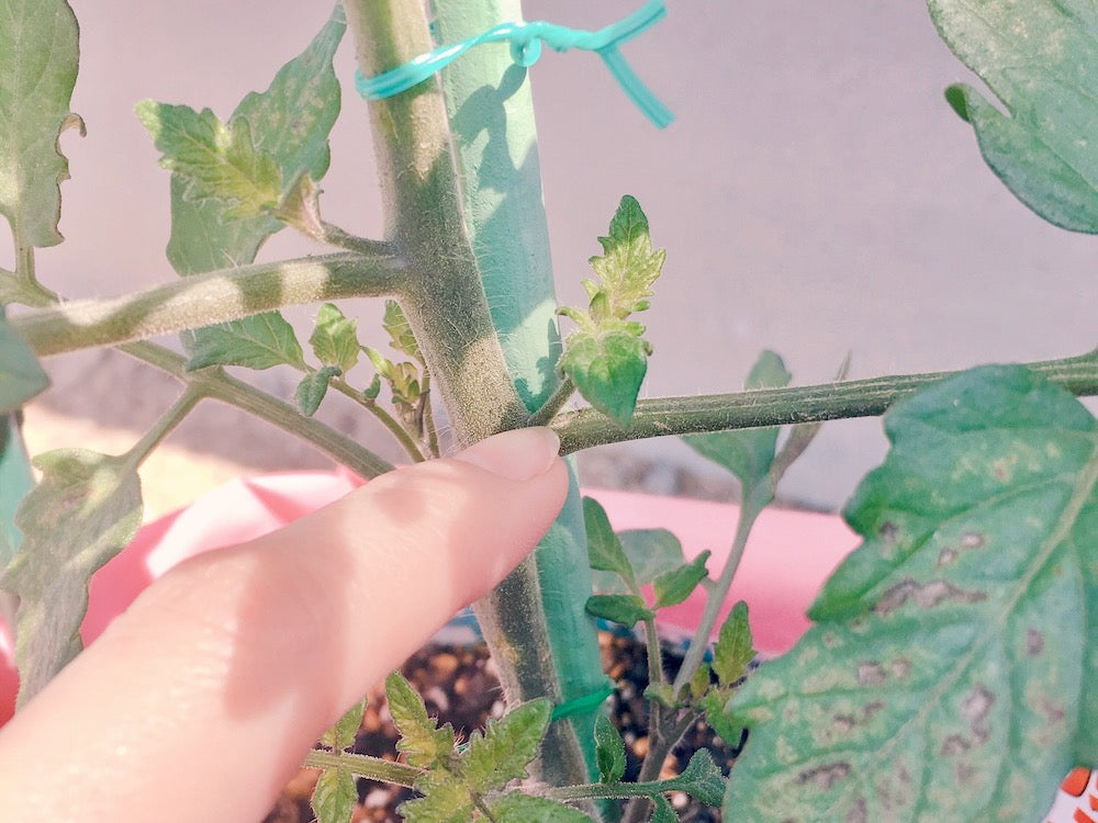 トマトのわき芽はどれ？初心者もすぐわかる見分け方と芽かきのやり方
