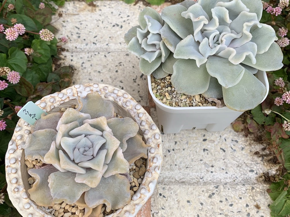 専用⭐︎ボタニカルリース⭐︎2種の多肉植物&青リンゴ×ライトグリーン ...