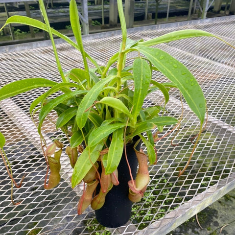 ウツボカズラ・アラータ(ネペンテス) 食虫植物 4号 1鉢