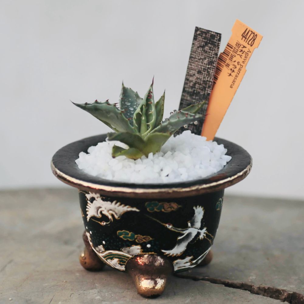 【 特別価格】アガベ陶器鉢    植木鉢  塊根植物　 盆栽   2点セット