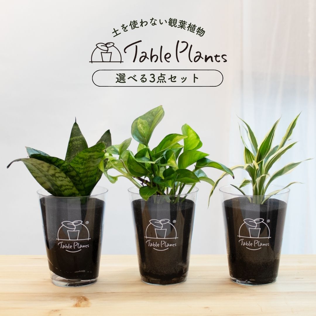 【選べるお得な3点セット】テーブルプランツ(Table Plants)   ※土を使わない観葉植物