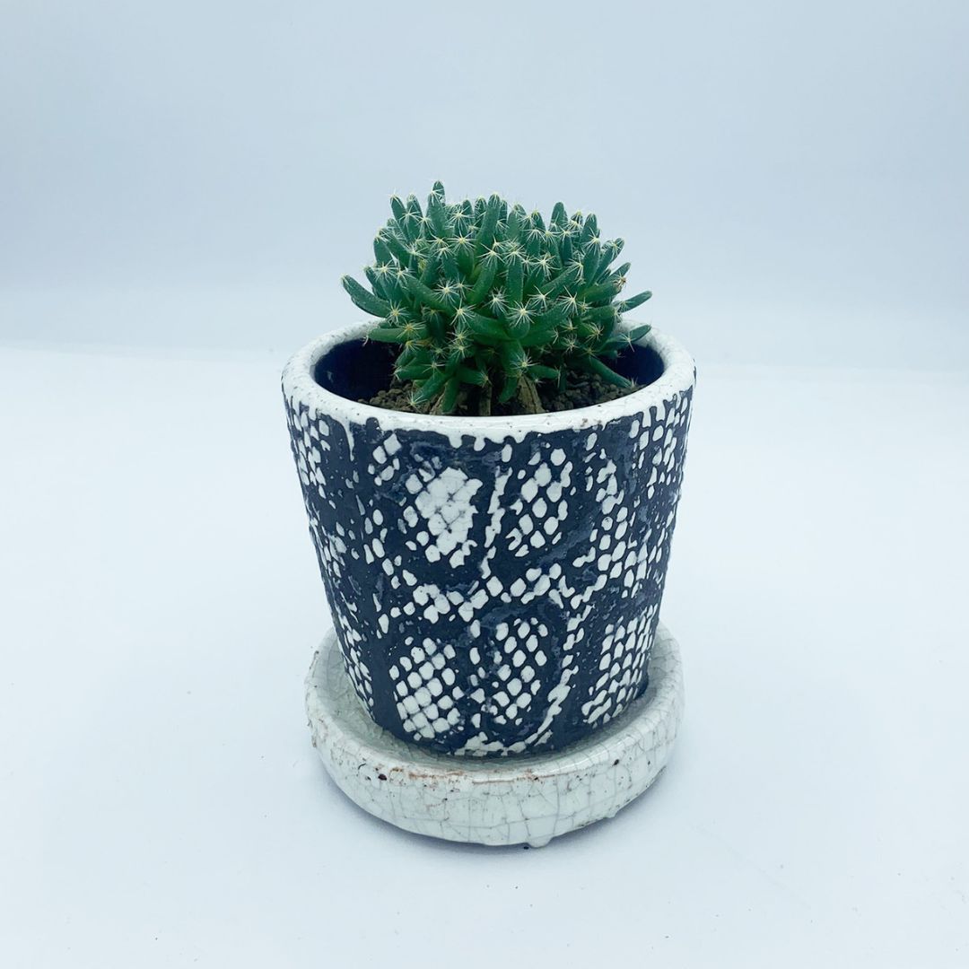 塊根植物（コーデックス） 鉢セットの通販 | GreenSnapSTORE 送料無料