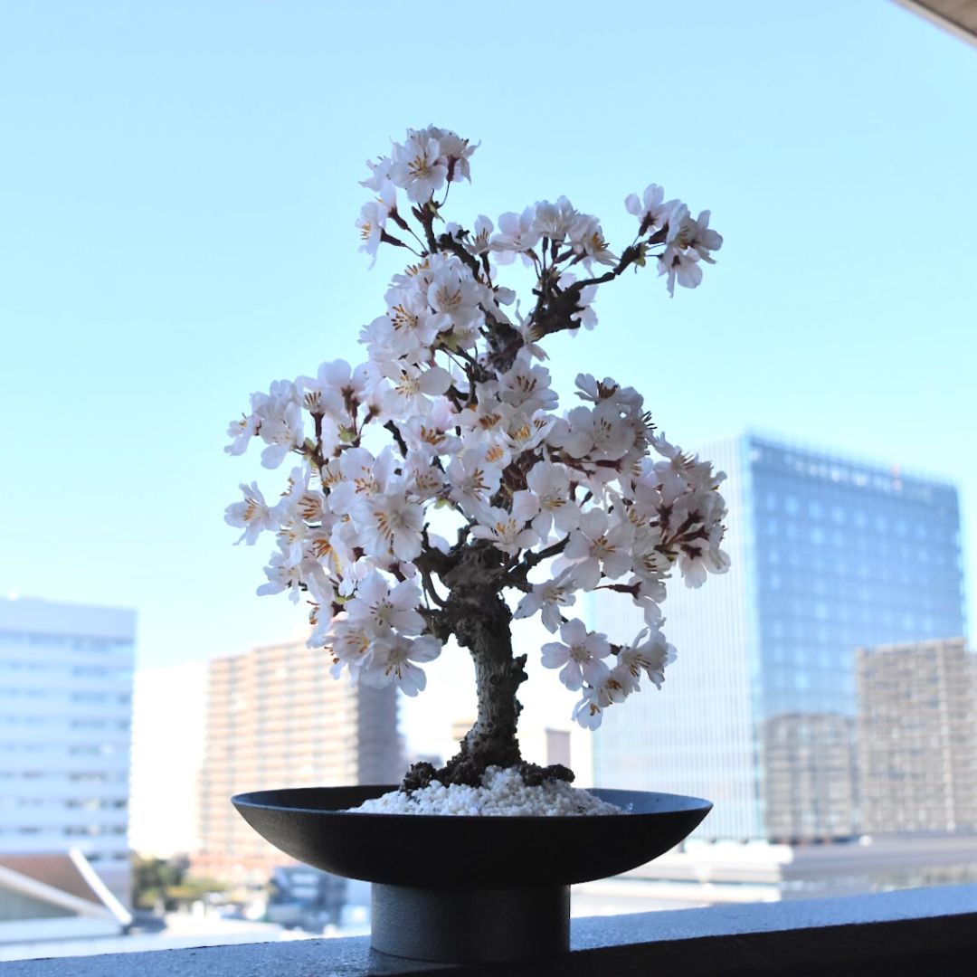 【一点物】桜のドライ盆栽® 「祝」 黒石目調塗り 枯れ盆栽