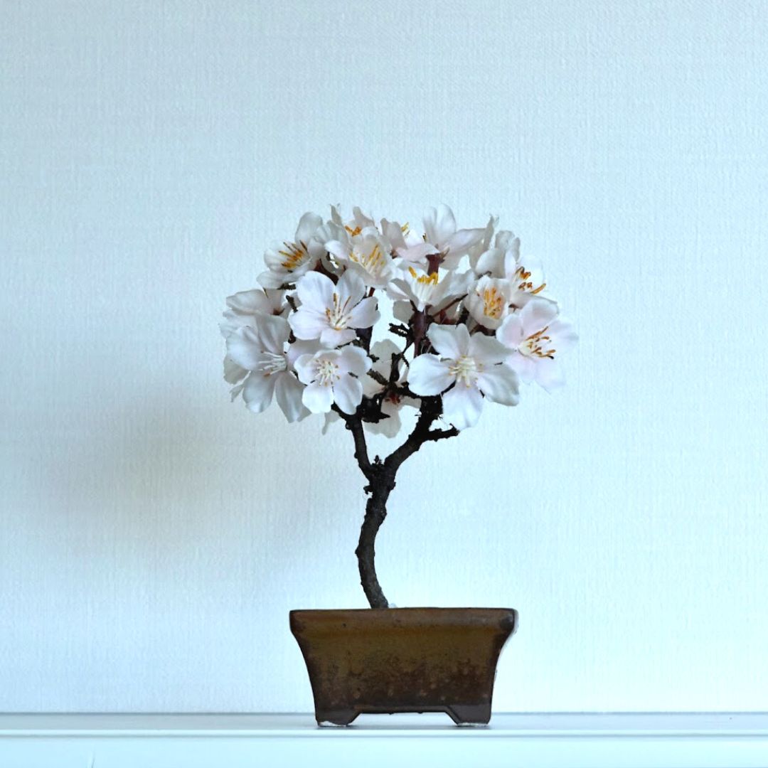 桜のドライ盆栽® 「祝」盆栽鉢（茶）