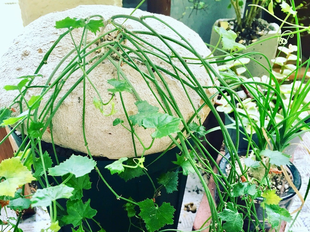 多肉植物　塊根植物　コーデックス