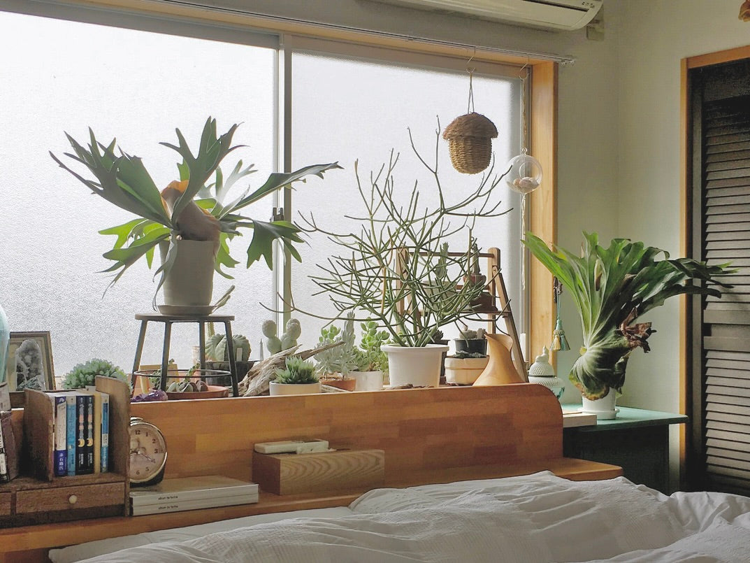 観葉植物　寝室