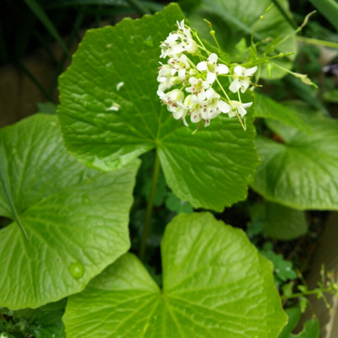 畑ワサビ 野菜苗