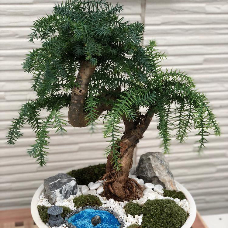 アロカリア 観葉植物