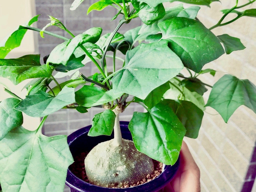 多肉植物　塊根植物　コーデックス