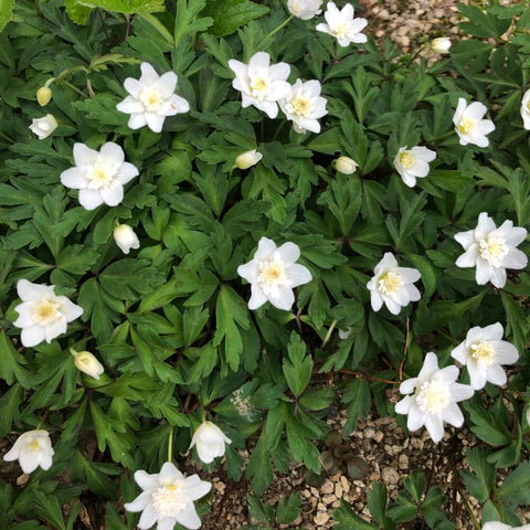 アネモネ・ネモローサベスタル 花苗