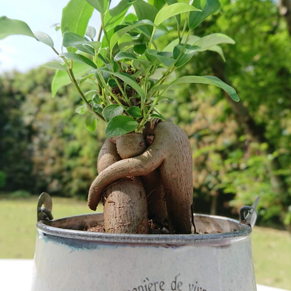 【室内におすすめ 観葉植物】アジアンタム・ガジュマル セット