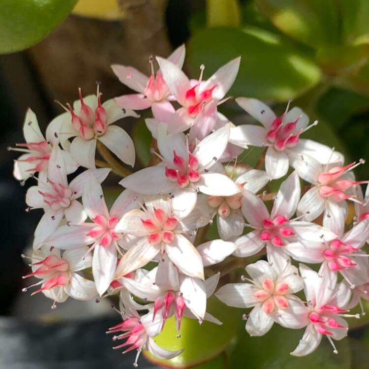 金のなる木・キラメキ(花月/カゲツ) 多肉植物