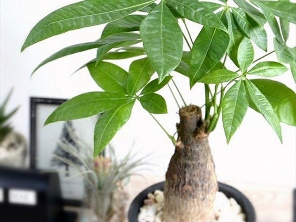 おすすめの観葉植物27選 初心者でも育てやすい人気の種類とは Greensnapstore