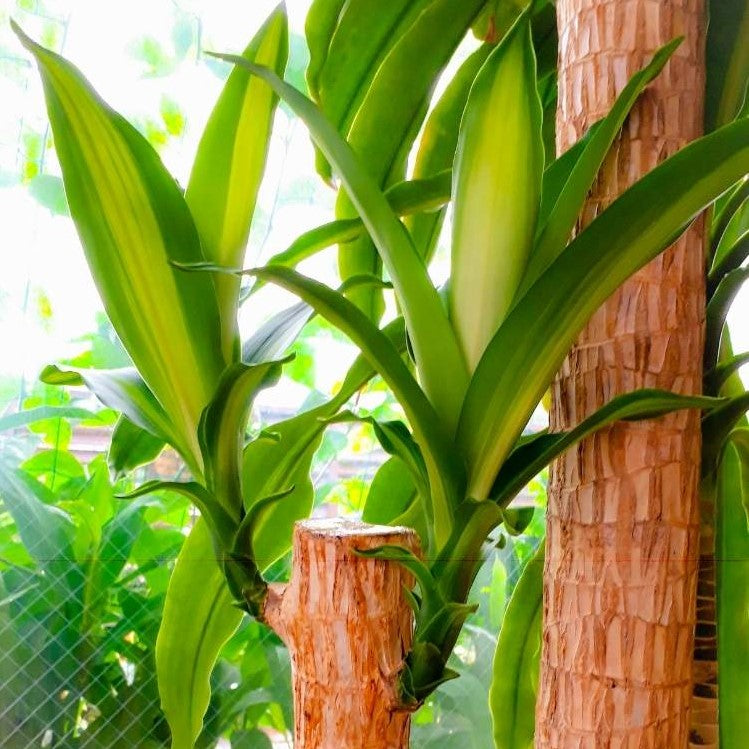 幸福の木 ドラセナ マッサンゲアナ 観葉植物