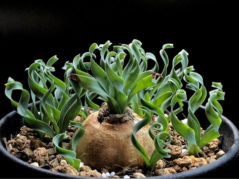 アルブカ コンコルディアナ Albuca Concordiana 実生 2 5号の通販 Greensnap Store グリーンスナップ ストア 観葉植物や多肉植物 花苗の通販