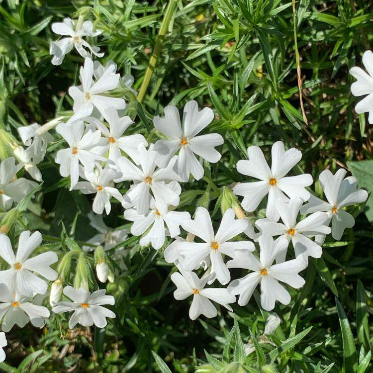 芝桜(シバザクラ)