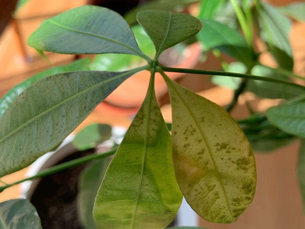 観葉植物　枯れた