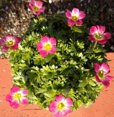 クモマグサ(雲間草) 赤花　花苗