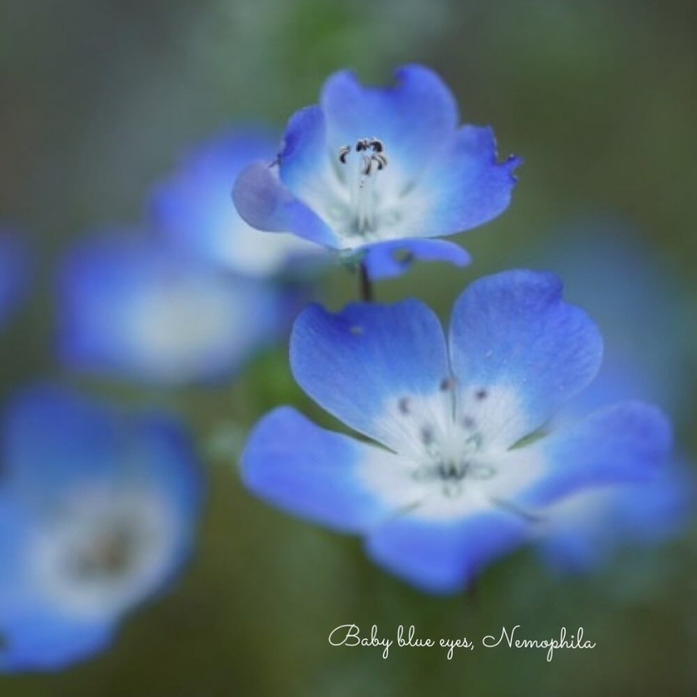 ネモフィラ・スカイブルー 花苗