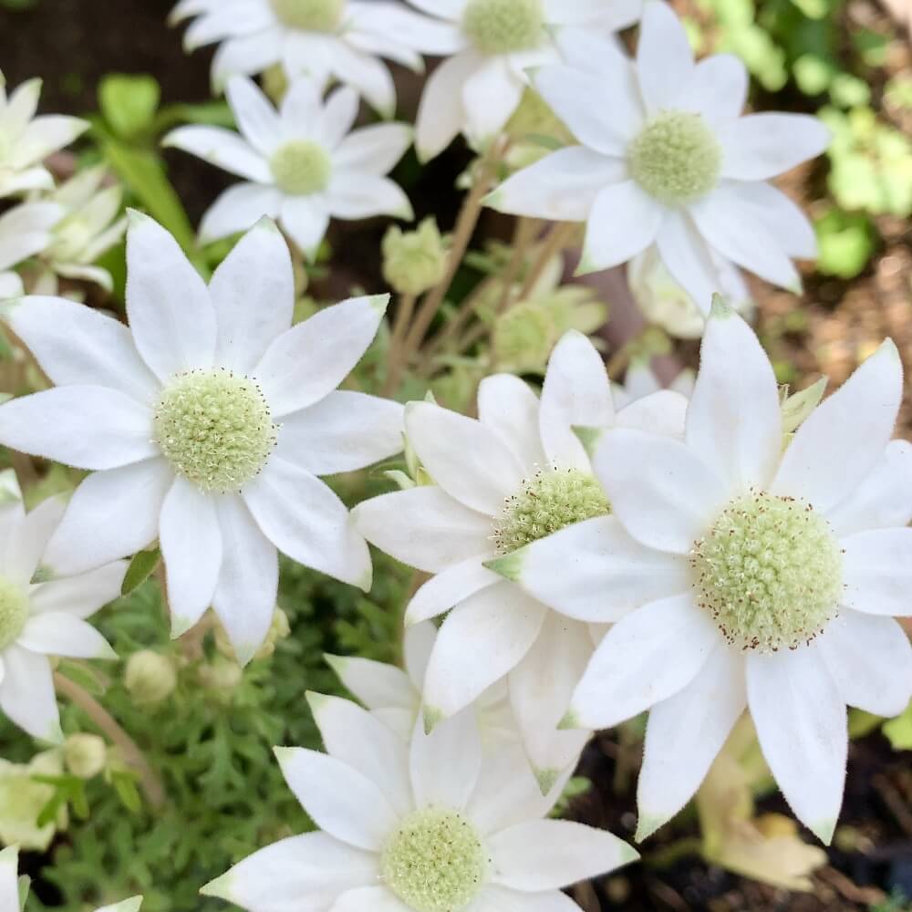 フランネルフラワー・天使のウインク 花苗