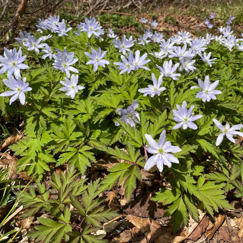 キクザキイチゲ(菊咲一華) 花苗