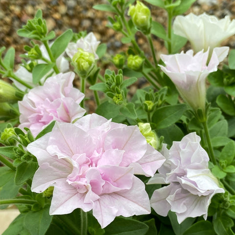 ペチュニア・ピンクバニラ(八重) 花苗