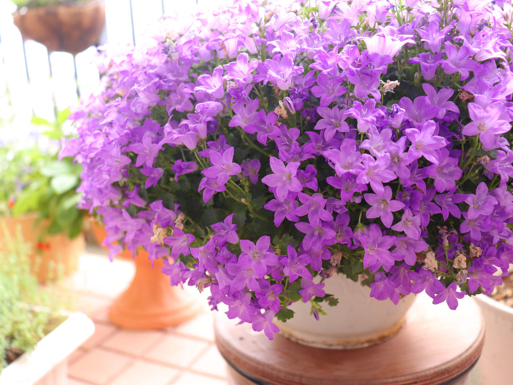 ベルフラワー　紫　鉢植え
