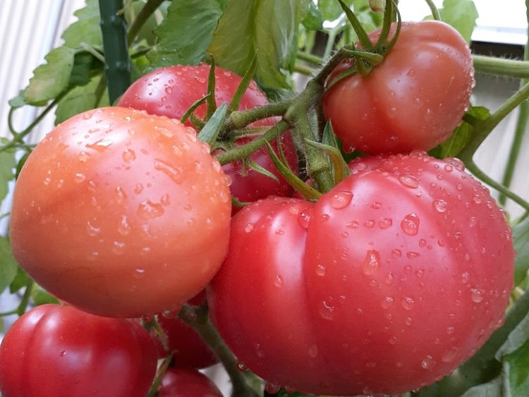 トマト 青い うち に 収穫