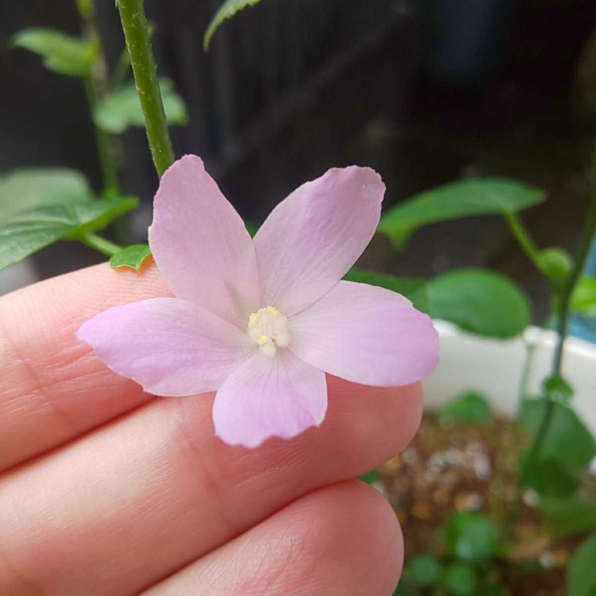 商店 草花の苗 ハイビスカス：ロバツス3号ポット 3株セット