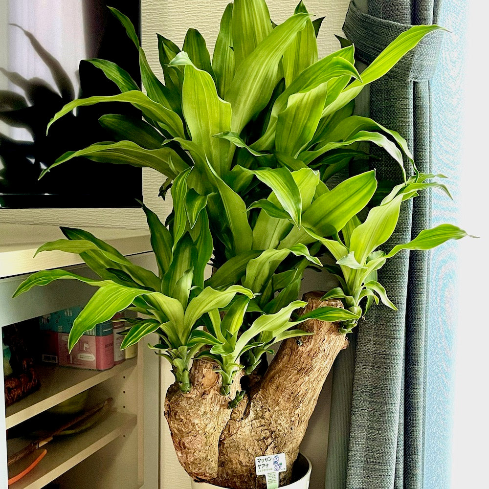 ドラセナ・マッサンゲアナ 大型 観葉植物