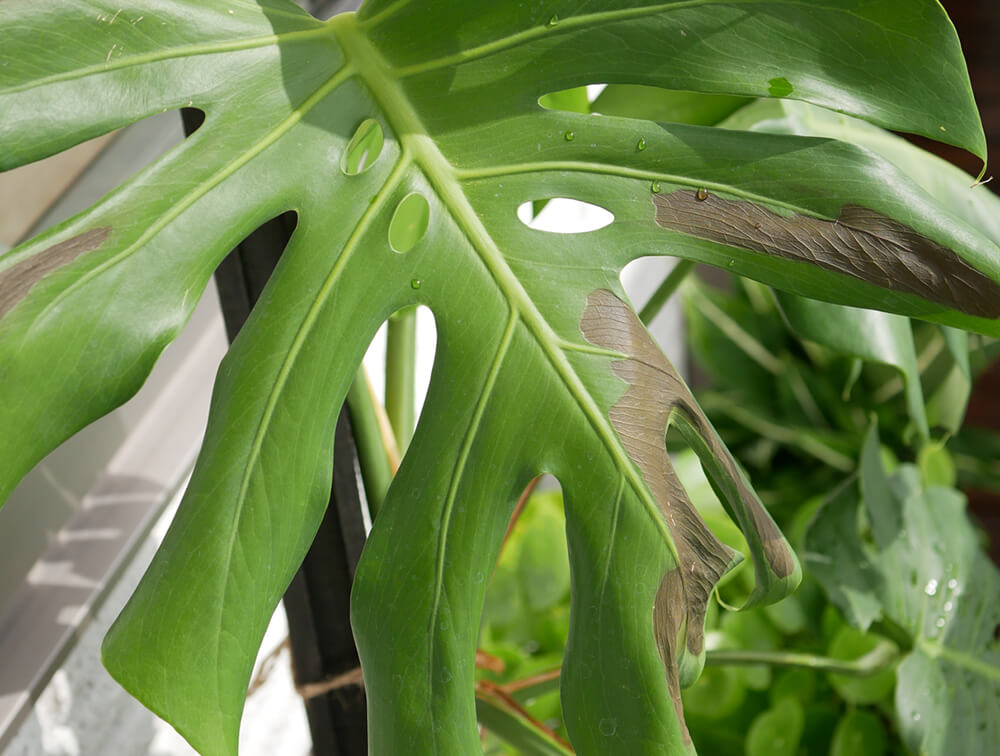 観葉植物　枯れる