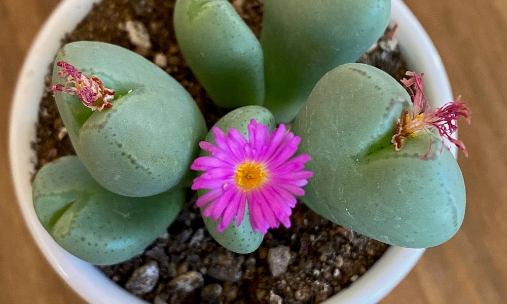 多肉植物 コノフィツム 花