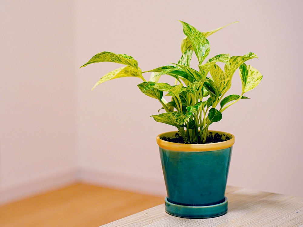 ポトス ミニ観葉植物