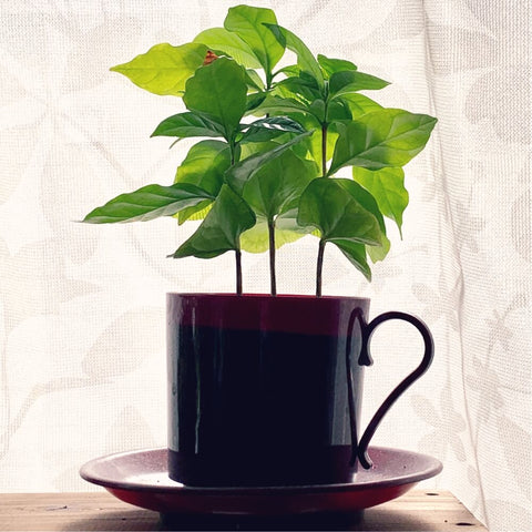 コーヒーの木　観葉植物