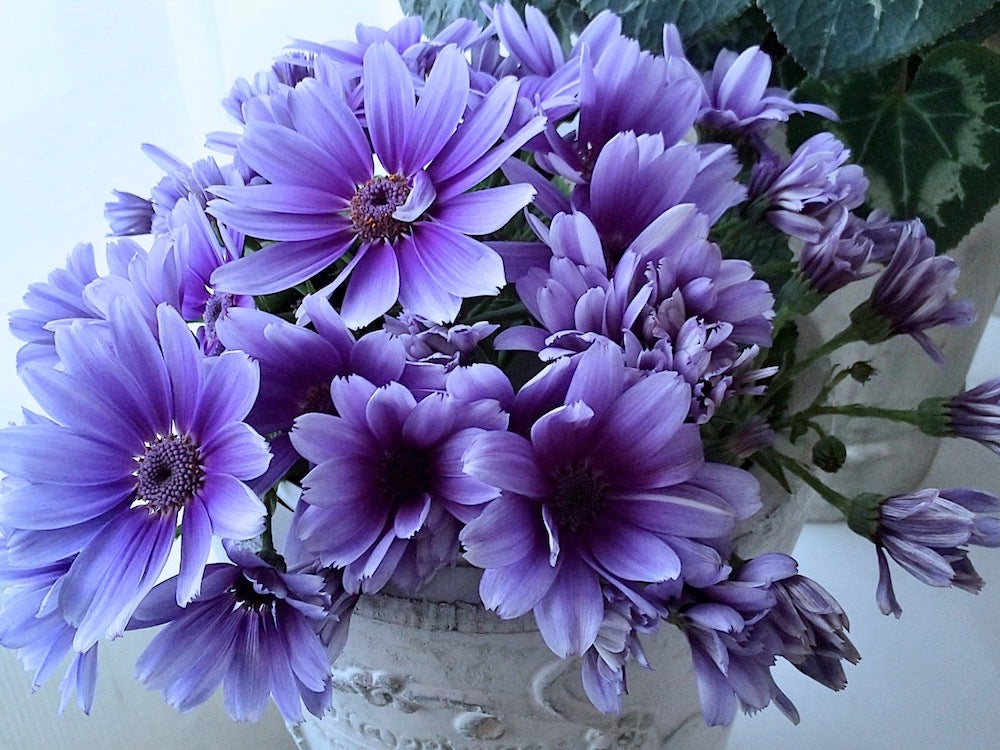 サイネリア 紫の花