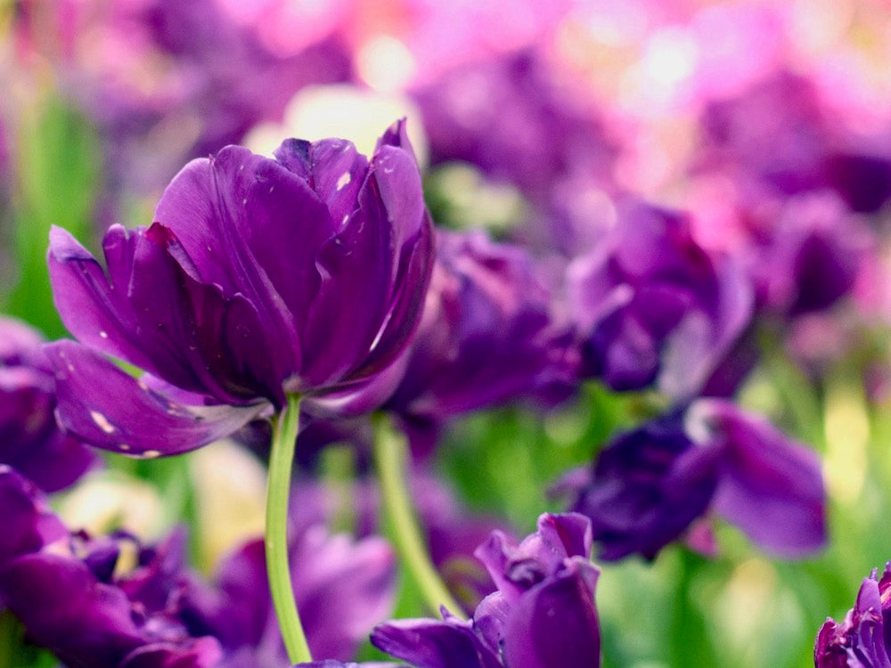 チューリップ 紫の花
